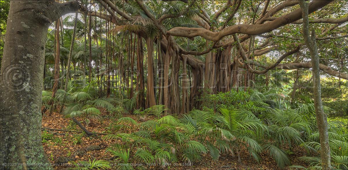 Peter Bellingham Photography Banyan Tree - Lord Howe Island - NSW T (PH4 00 11688)